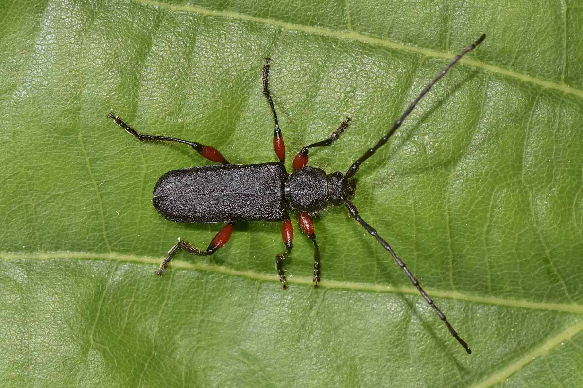 Ropalopus femoratus, Cerambycidae